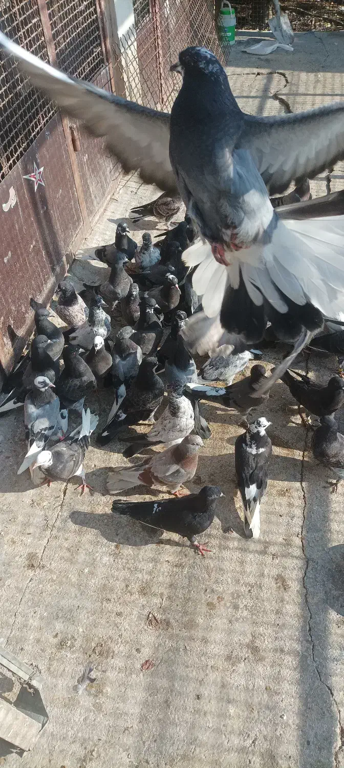 فروش کبوتر پرشی|پرنده|ساری, |دیوار