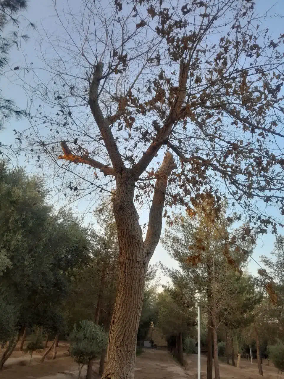 باغبانی مجتمع|خدمات باغبانی و درختکاری|یزد, |دیوار