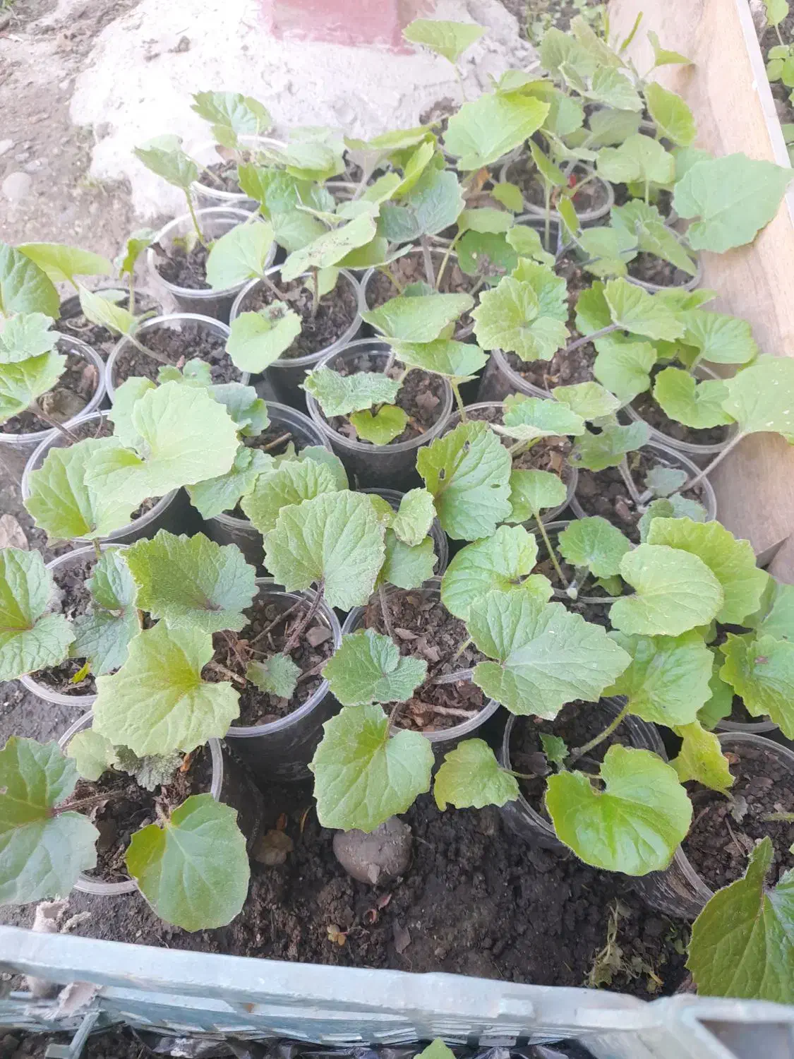 گل سینره|گل و گیاه طبیعی|تالش, هشتپر|دیوار