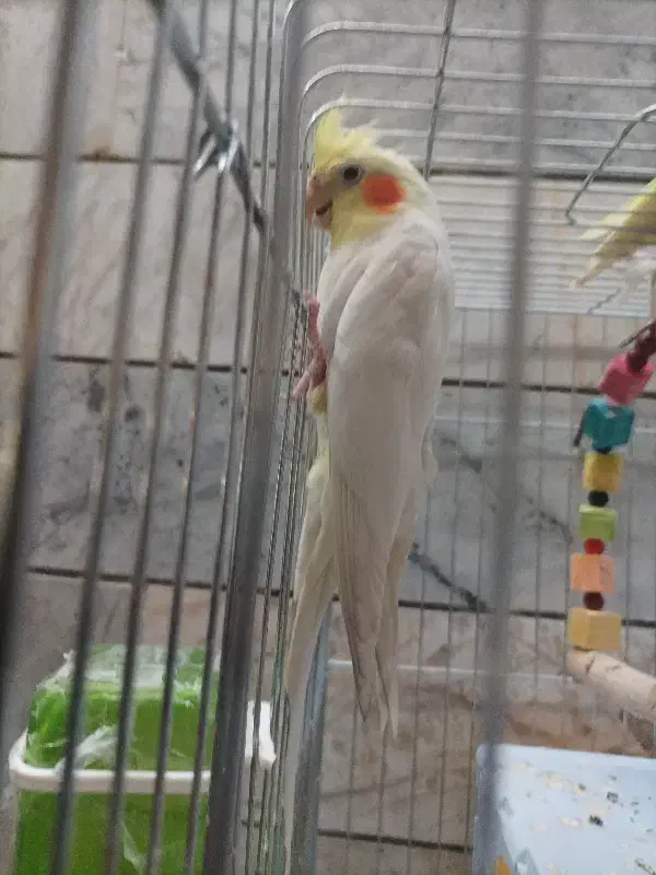 عروس هلندی|پرنده|بیرجند, |دیوار