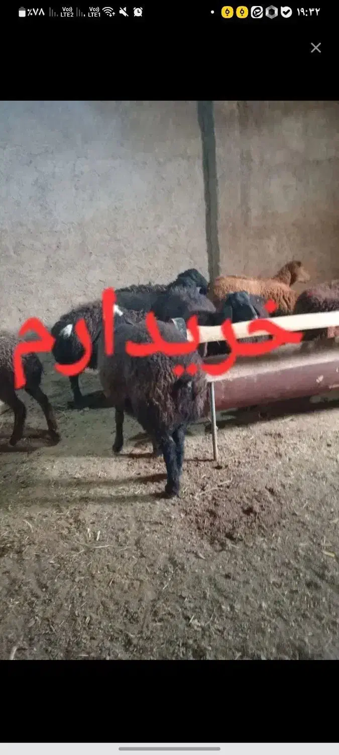 میش و بره چکی|حیوانات مزرعه|ملایر, |دیوار