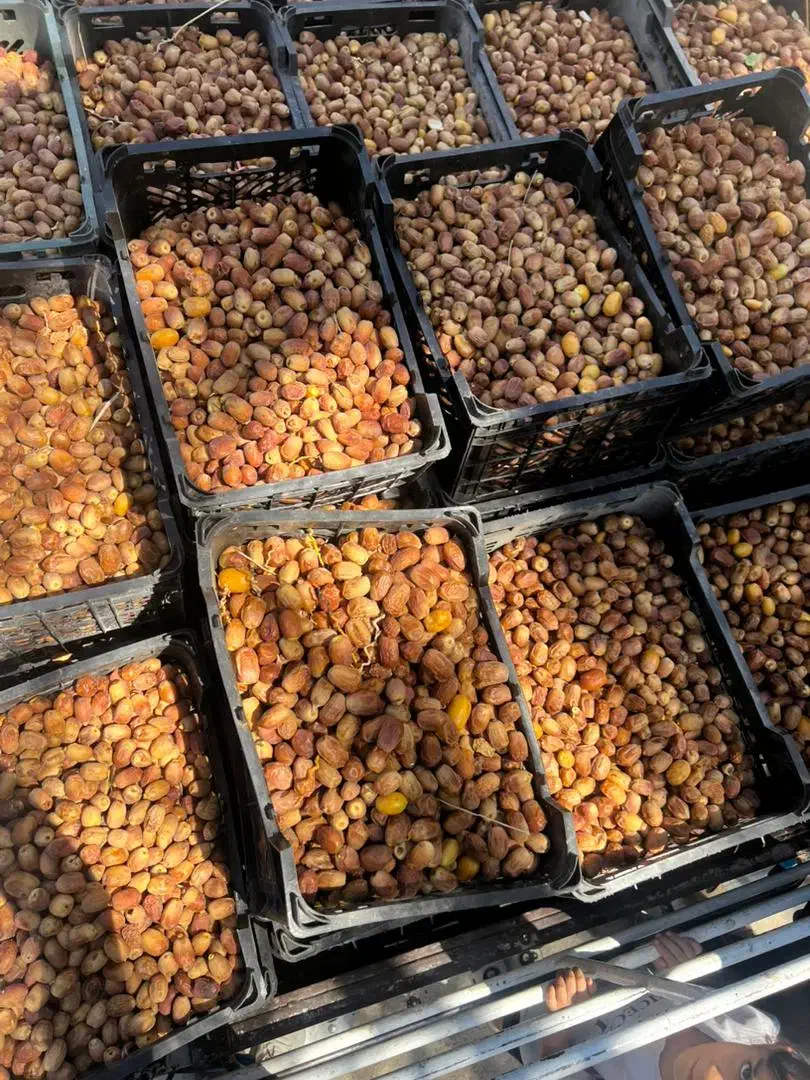 قصب تازه|خوردنی و آشامیدنی|شیراز, لشکری‎|دیوار