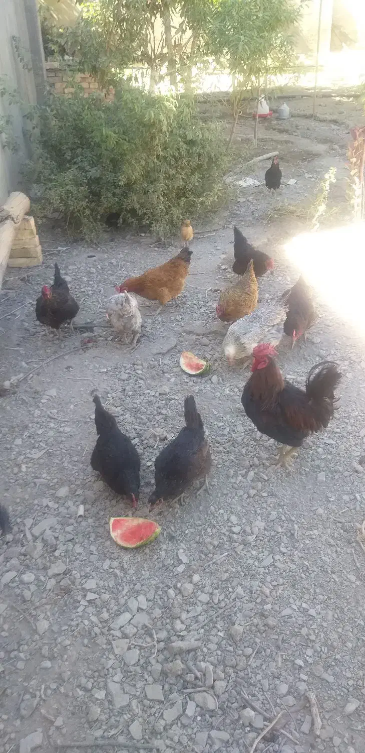 حیوانات مزرعه|حیوانات مزرعه|حلب, |دیوار