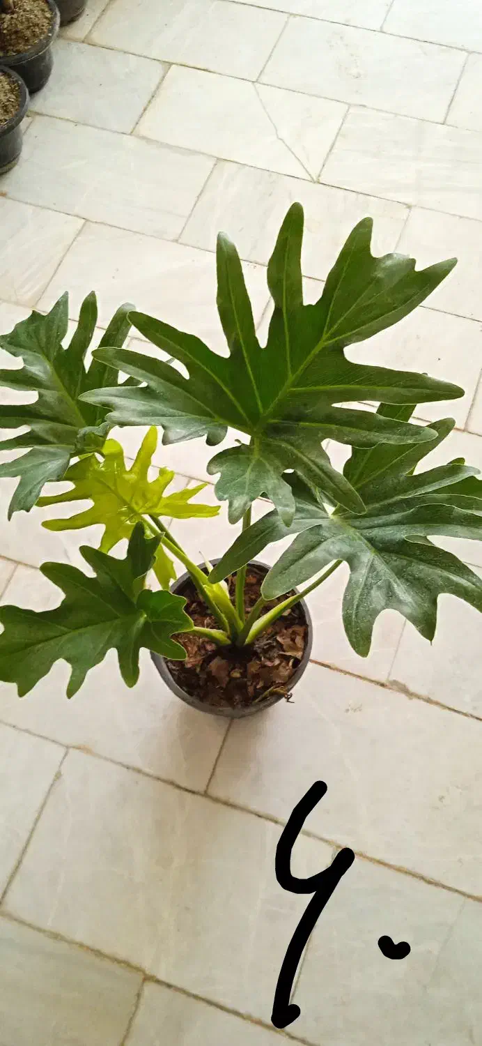 گل گول|حراج|بروجرد, |دیوار