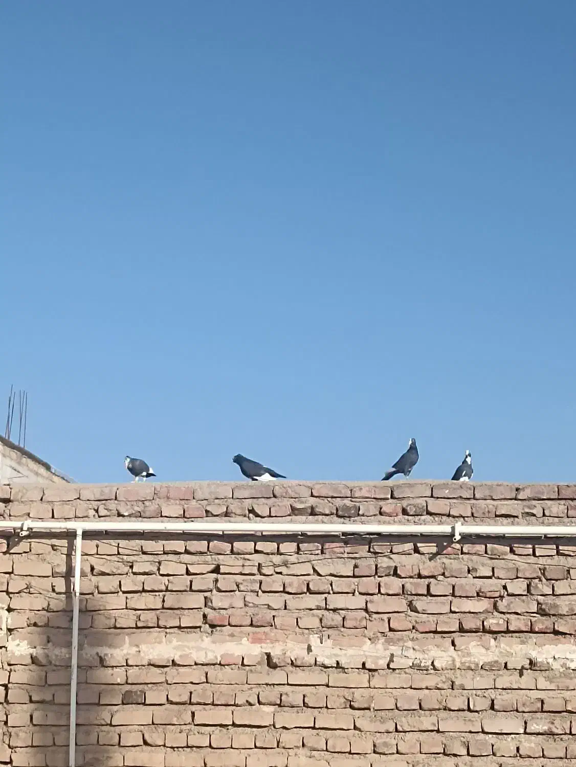 گمشده|پرنده|زرند, |دیوار