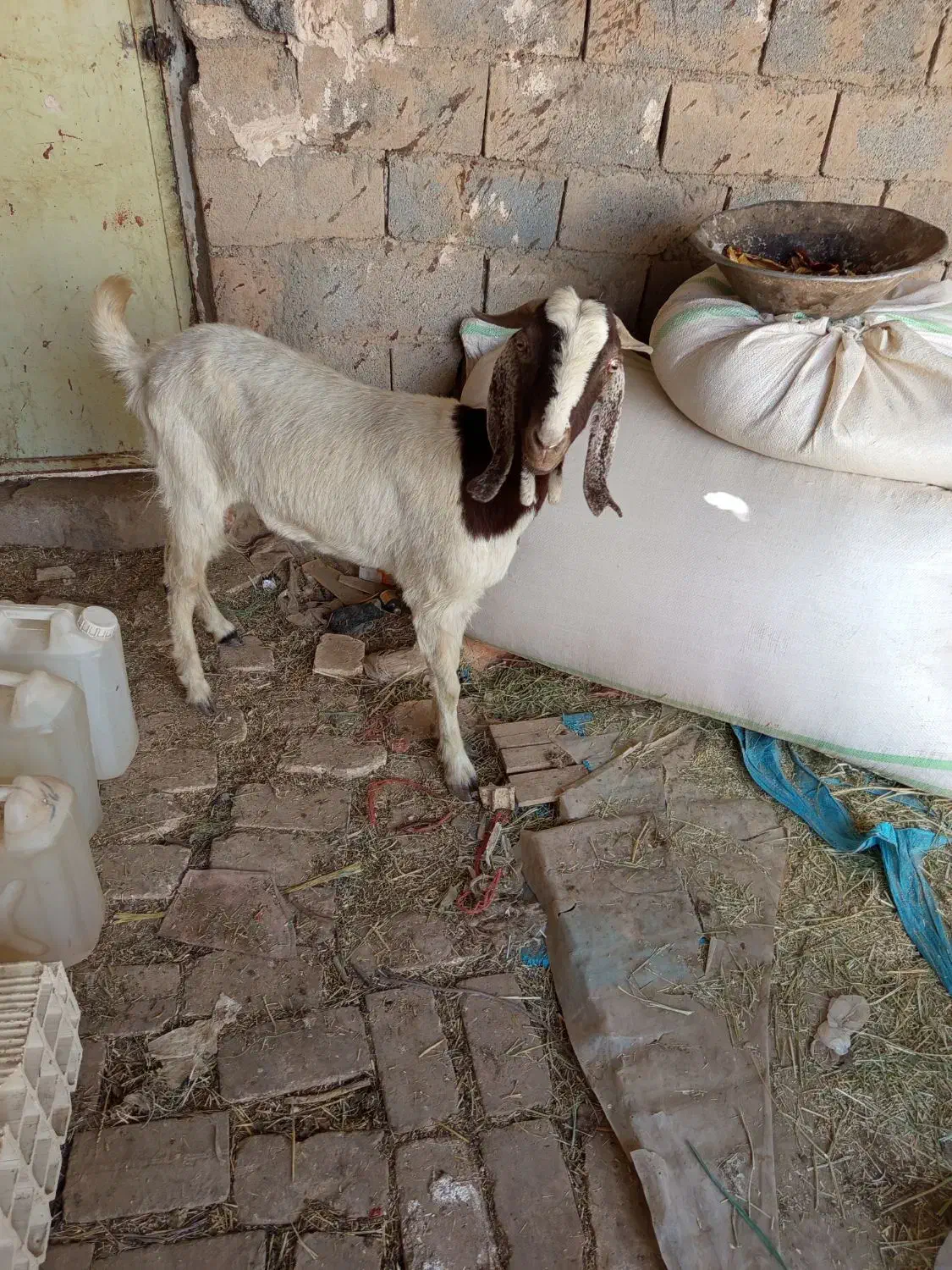 بز پاکستانی|حیوانات مزرعه|حمیدیا, |دیوار