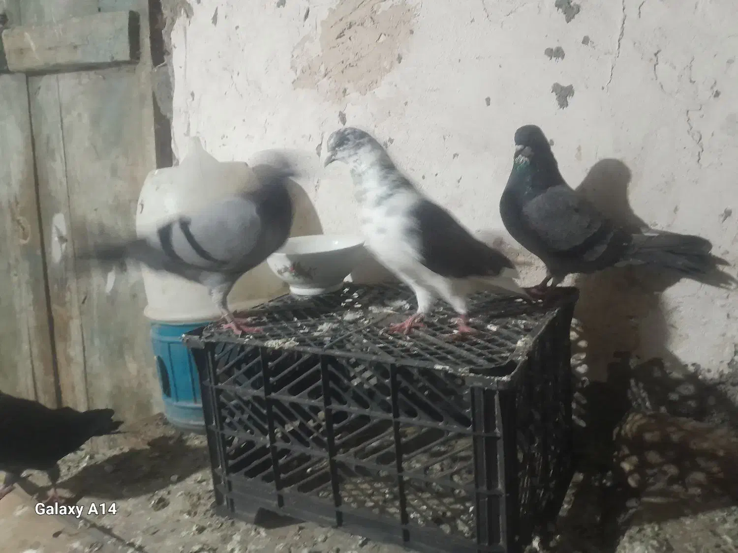 با سلام خدمت عشق بازان|پرنده|ویلکیج, |دیوار