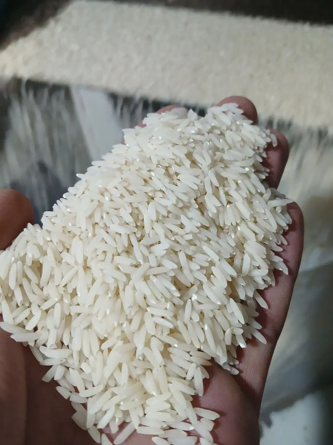 برنج کشت ۲|خوردنی و آشامیدنی|دابودشت, |دیوار