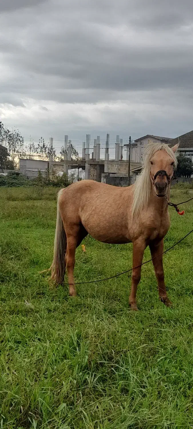 اسب کرد محلی|حیوانات مزرعه|آستارا, |دیوار