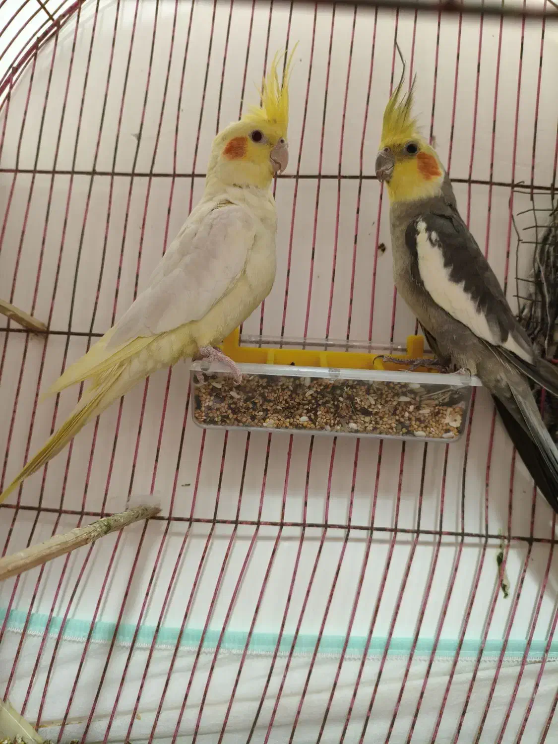 عروس هلندی مولد معاوضه با کفتر نقش|پرنده|بندرعباس, |دیوار