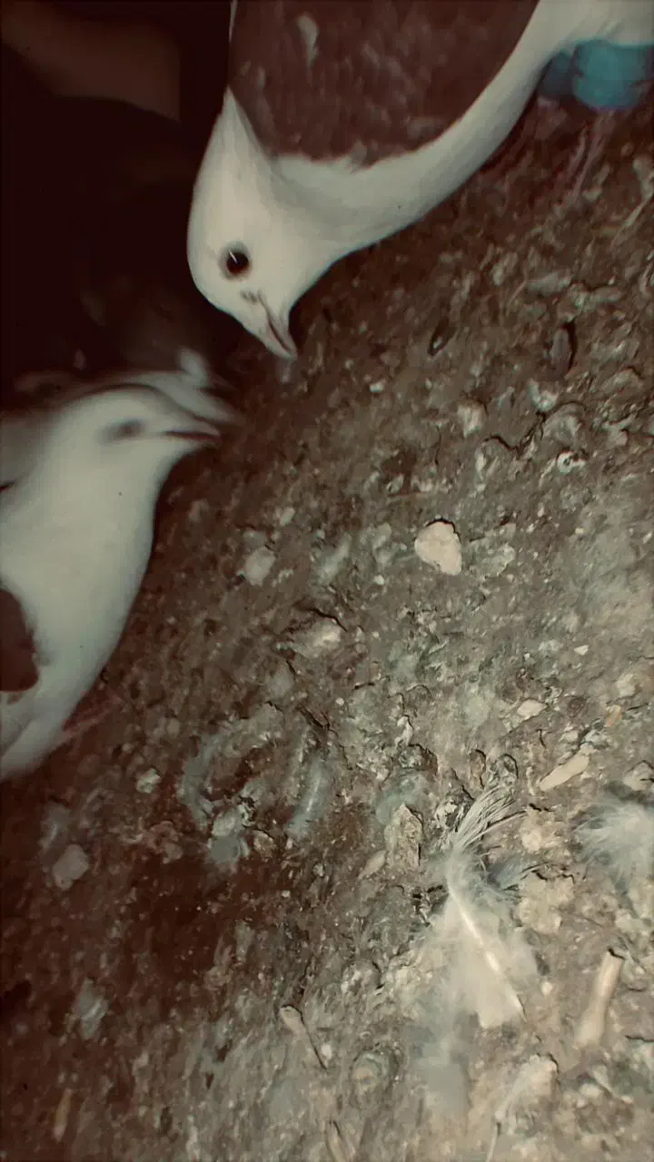 شش عدد جوونه گراف جفت 1ملیون|پرنده|فردوس (خراسان), |دیوار