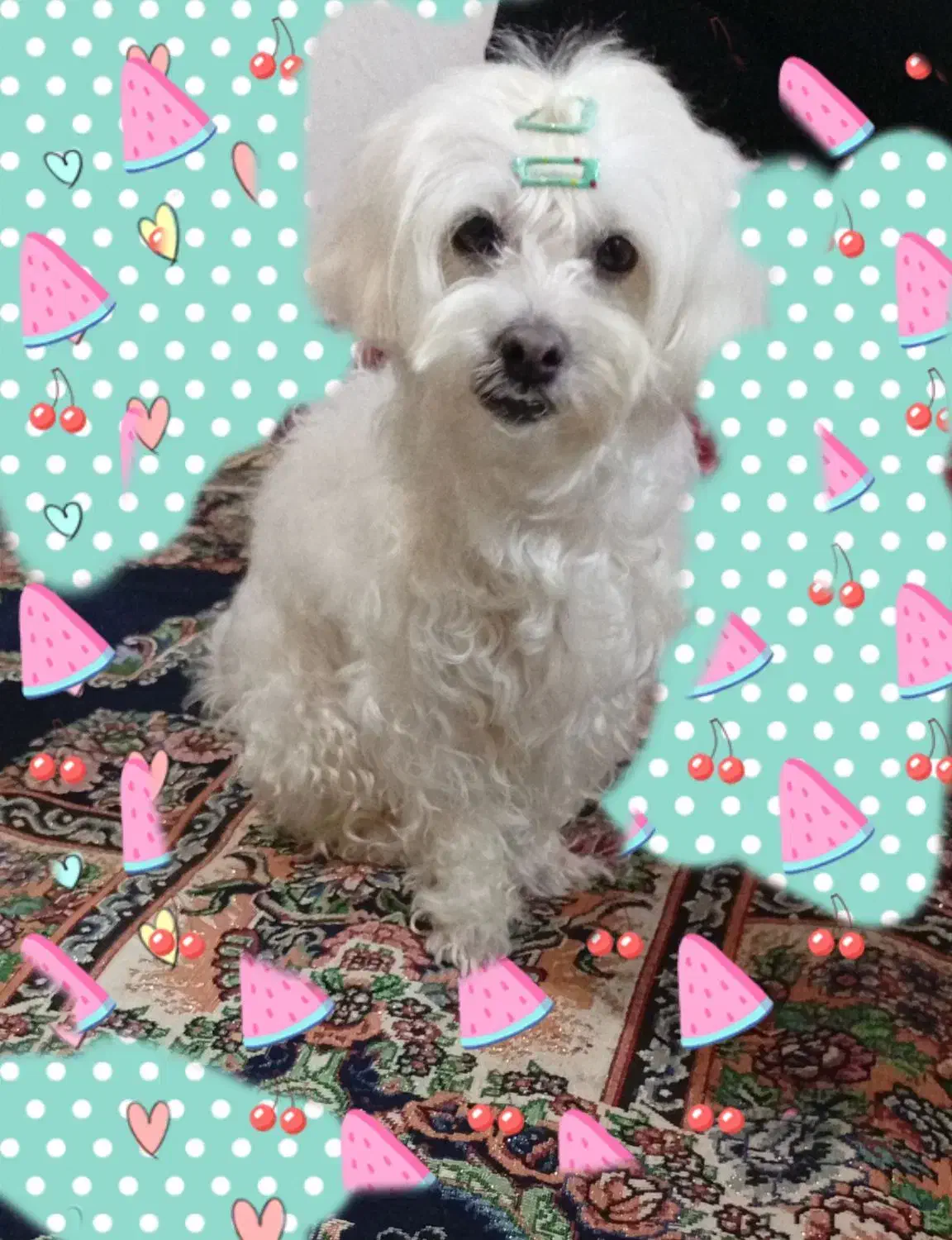 گمشده|حیوانات|شفت, |دیوار