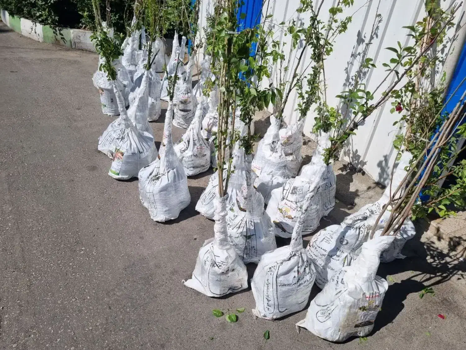 پیشفروش نهال زردآلو شاهرودی|خدمات باغبانی و درختکاری|آستارا, |دیوار