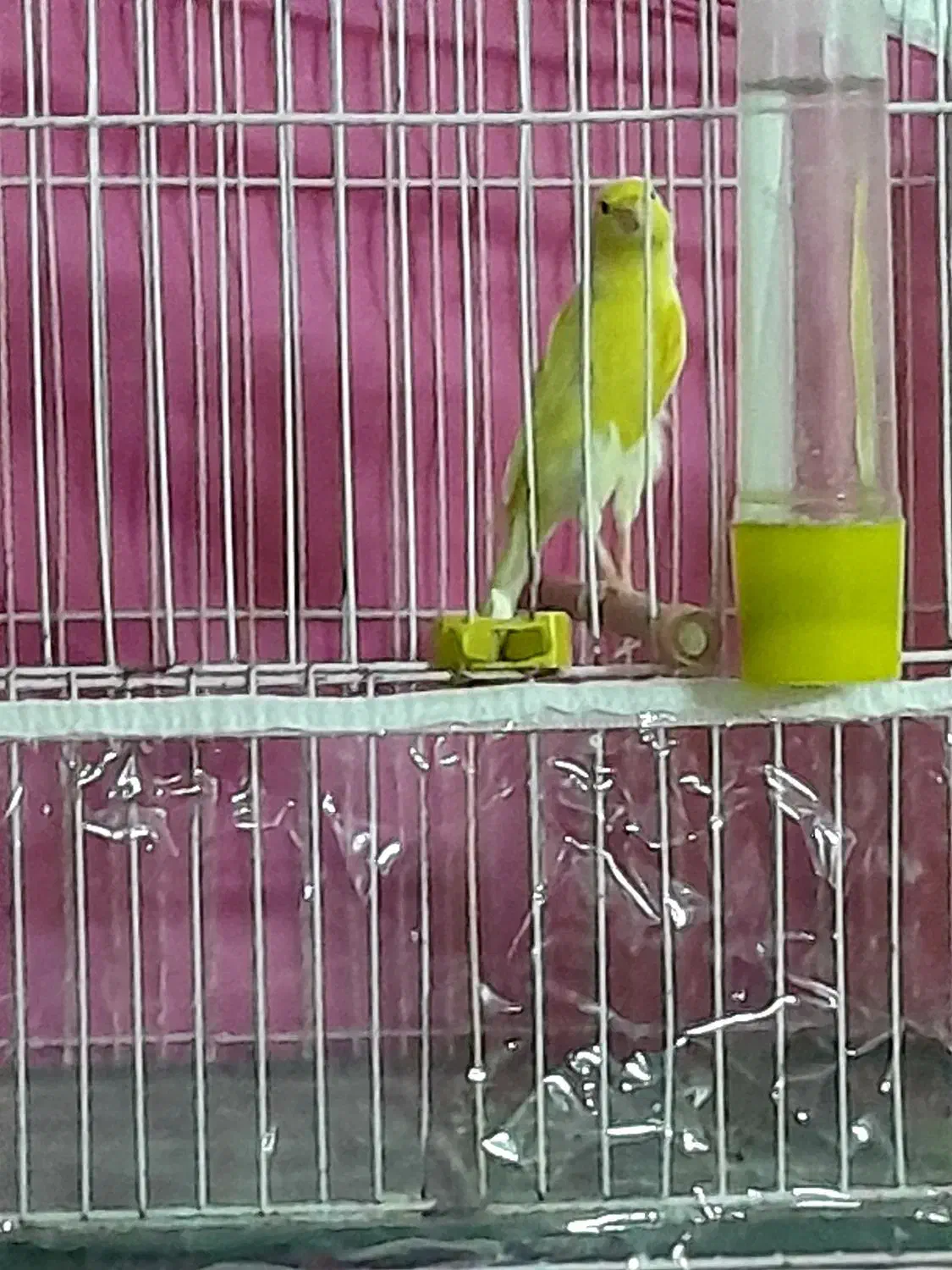 قناری ۹ تا نر شلاغی ۳ تا ماده. رسمی بلند. فر.کاکلی|پرنده|مشهد, شهرک امام سجاد|دیوار