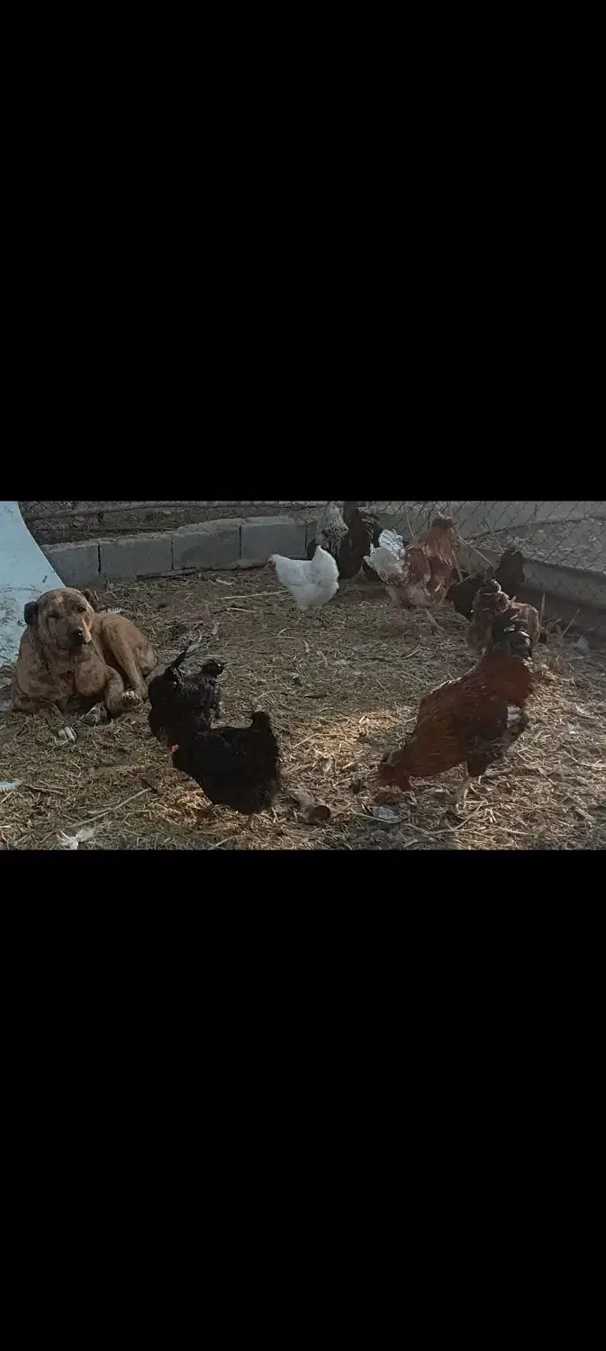 سگ ماده سرابی کانال درجه یک سه سالشه|سگ|باقرشهر, |دیوار