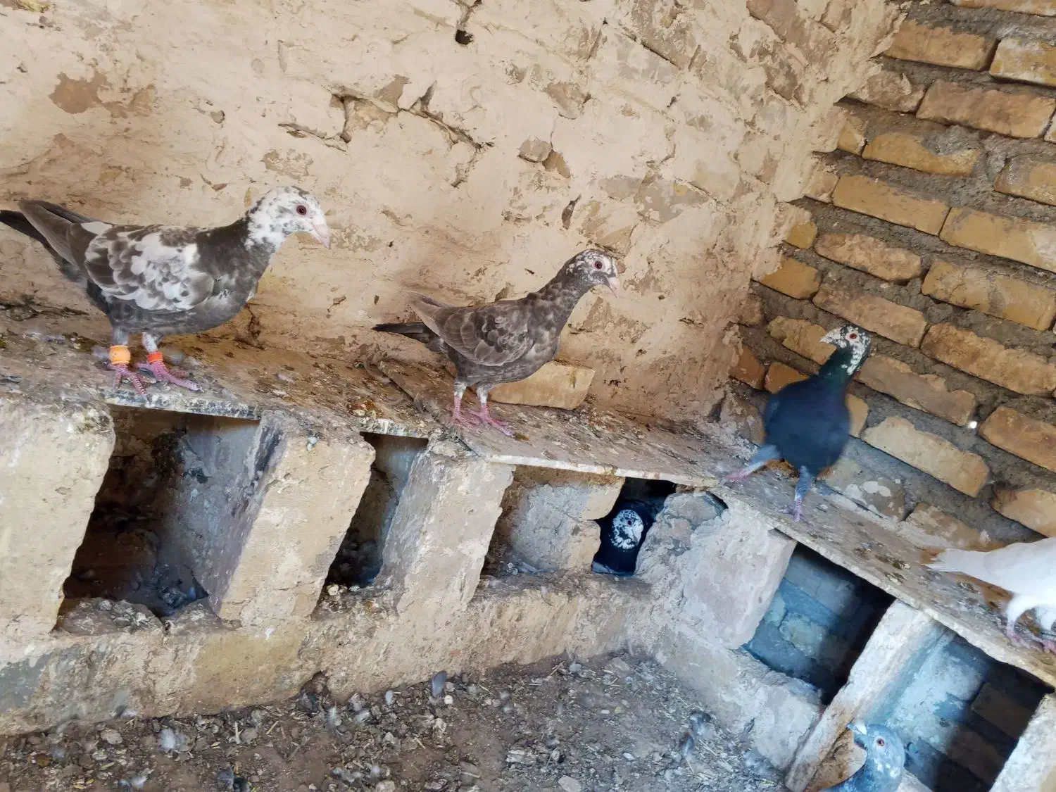 سوسکی درجه یک همه چی سالم بع ضمانت|پرنده|فرح دشت, |دیوار