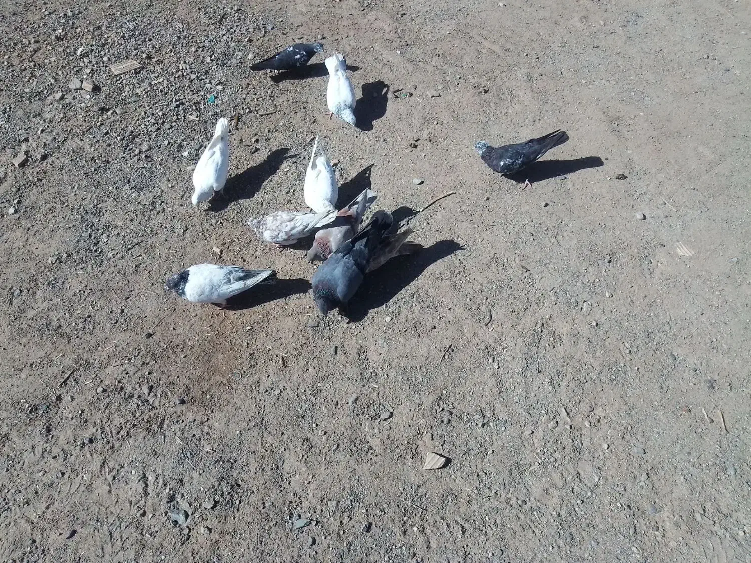 فروش ده عدذ کفتر پرشی|پرنده|ریگان, |دیوار