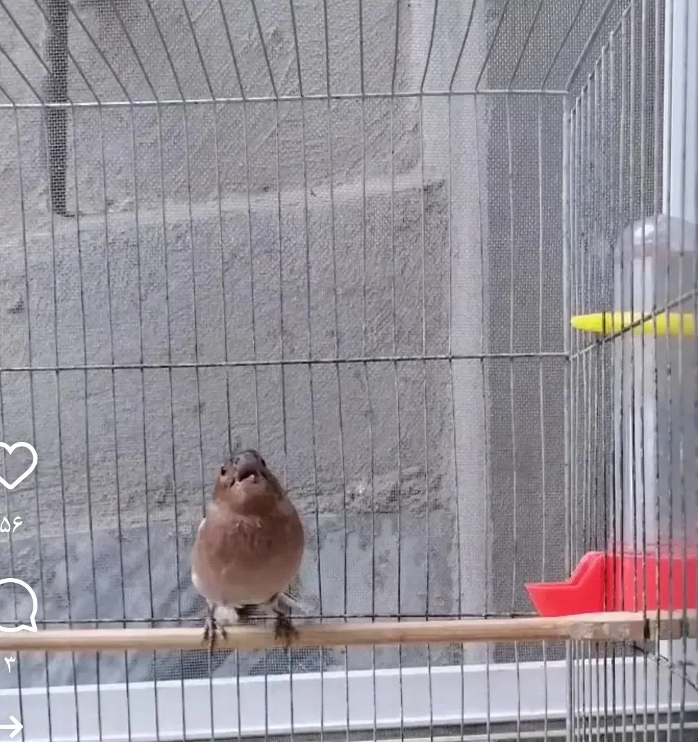 سهره نر دهن زن|پرنده|کرمانشاه, |دیوار