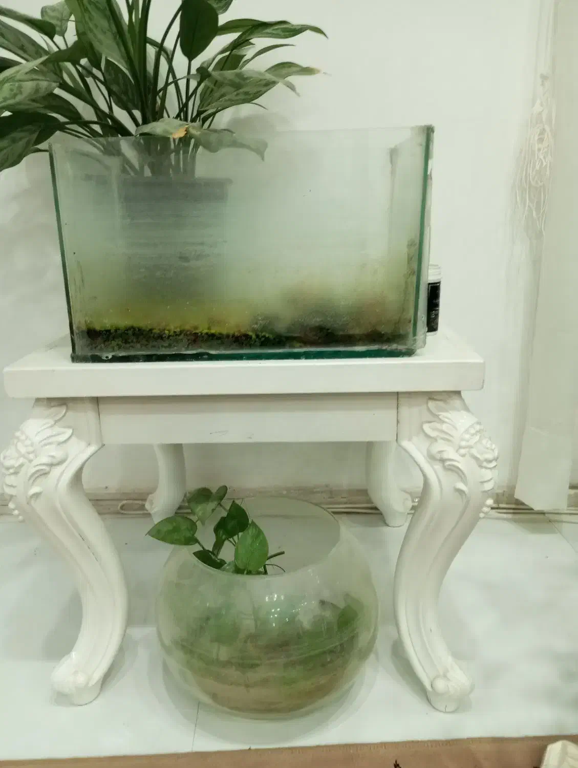 تنگ و آکواریوم|ماهی|کاشمر, |دیوار