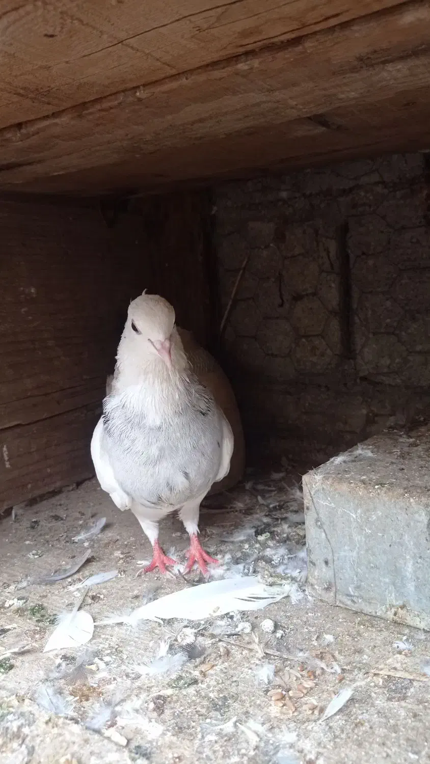 طوقی|پرنده|آبپخش, |دیوار