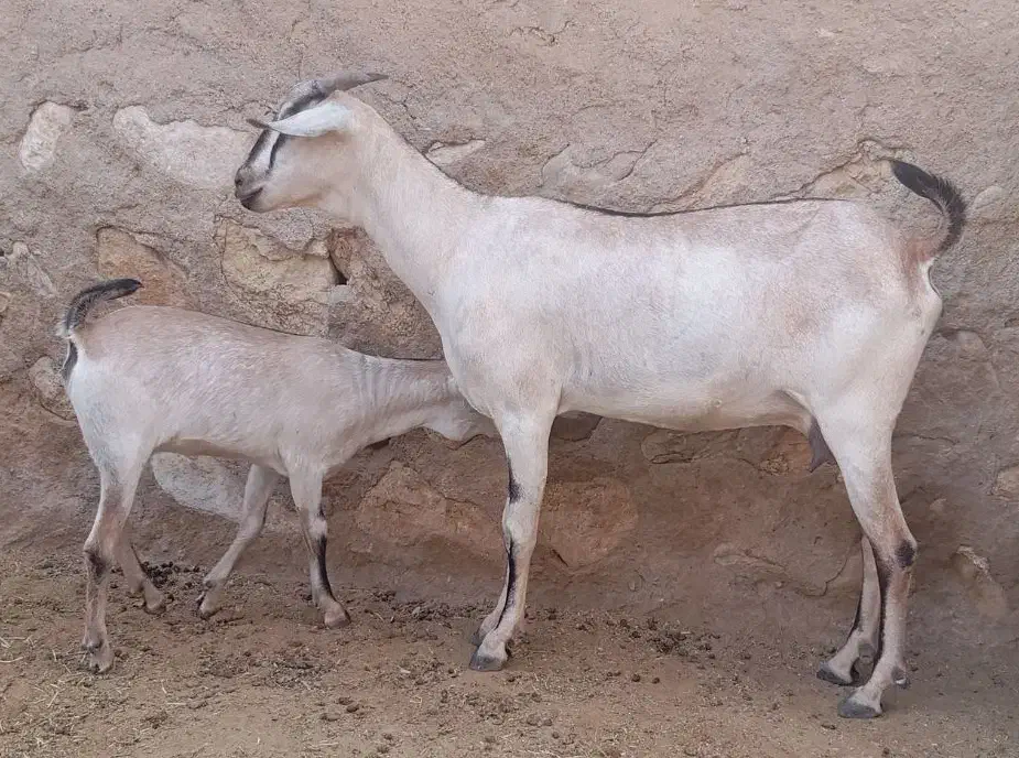 بز سومال آبستن با کهره ماده بزرگ|حیوانات مزرعه|رویدر, |دیوار