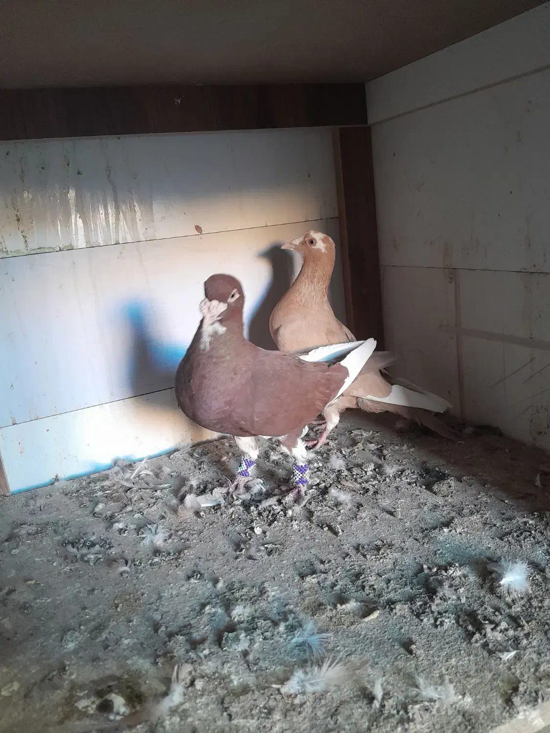 کبوتر|پرنده|کشکوئیه, |دیوار