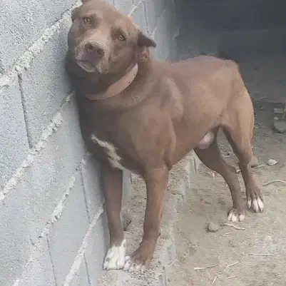 سگ پیتبول نر18ماهه|سگ|رباط‌کریم, کیکاور|دیوار