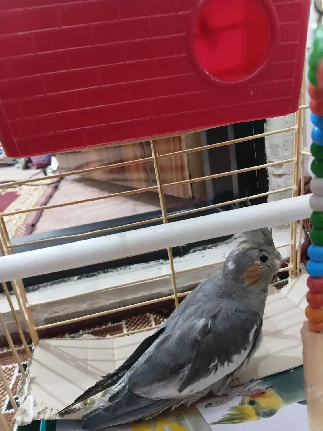 عروس هلندی|پرنده|اردبیل, |دیوار