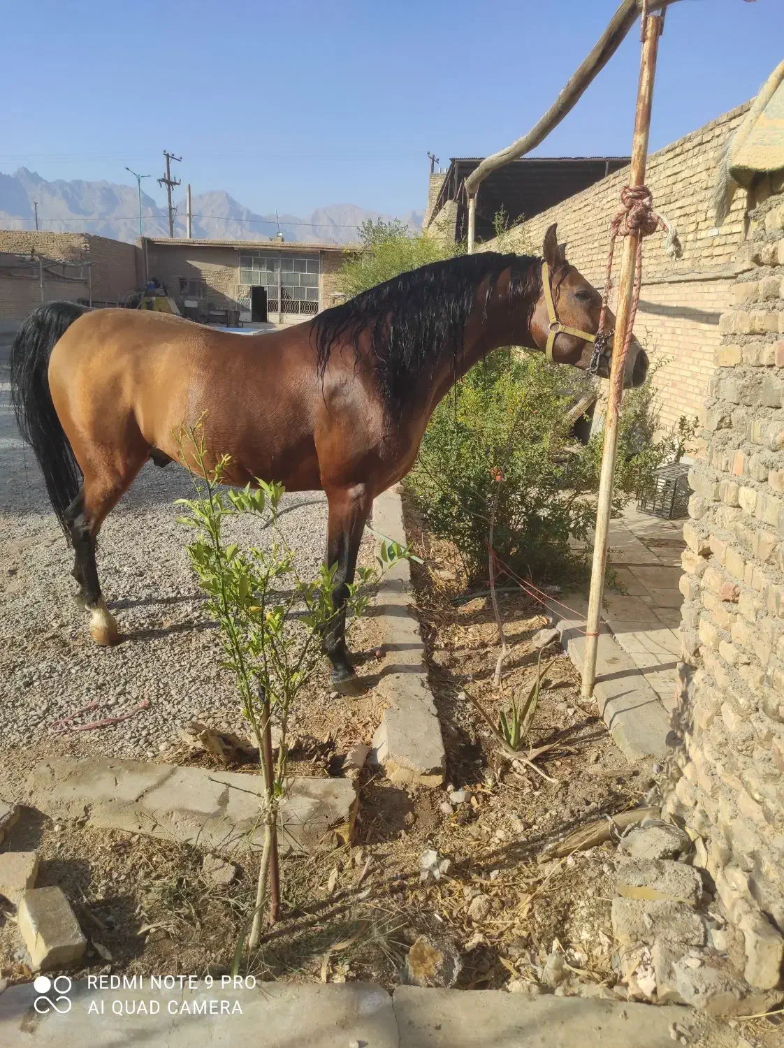 سیلمی دره شوربامدرک فدراسیون|اسب و تجهیزات اسبسواری|یزد, |دیوار