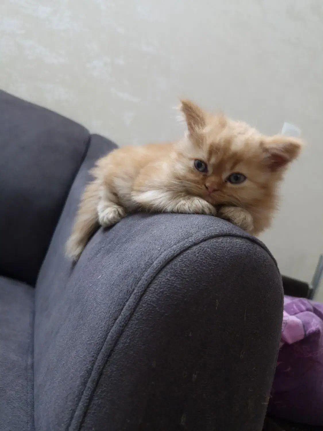 گربه پرشین|گربه|تهران, ابوذر|دیوار