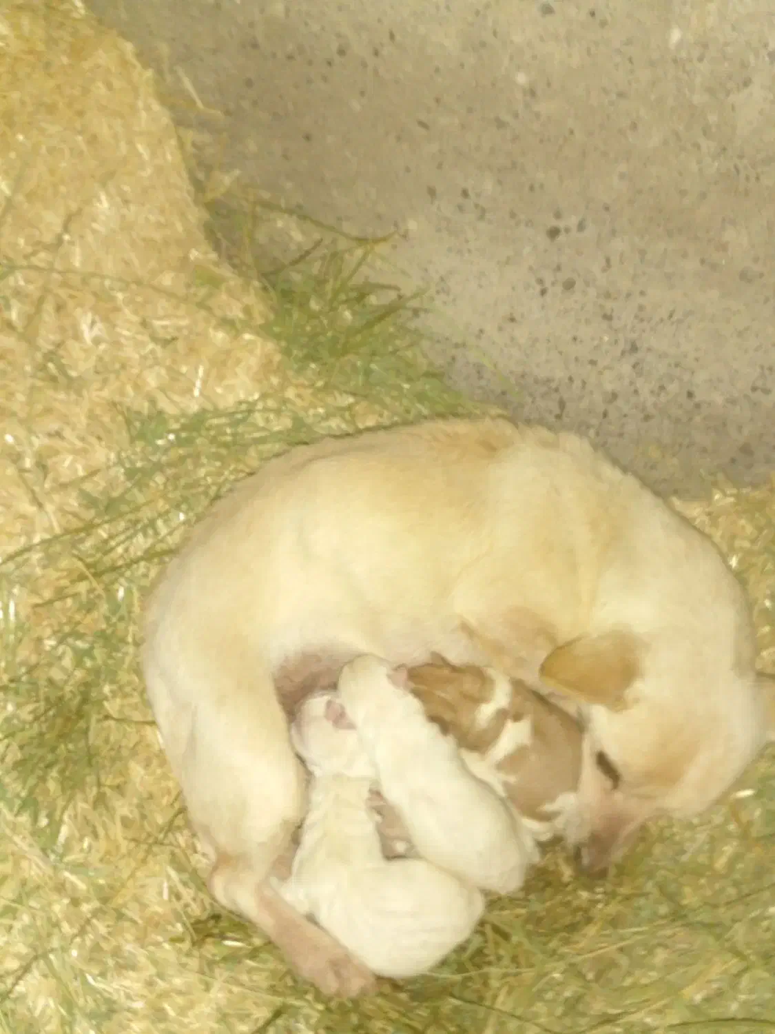 پاپی کوچولو|سگ|فیروزه, |دیوار