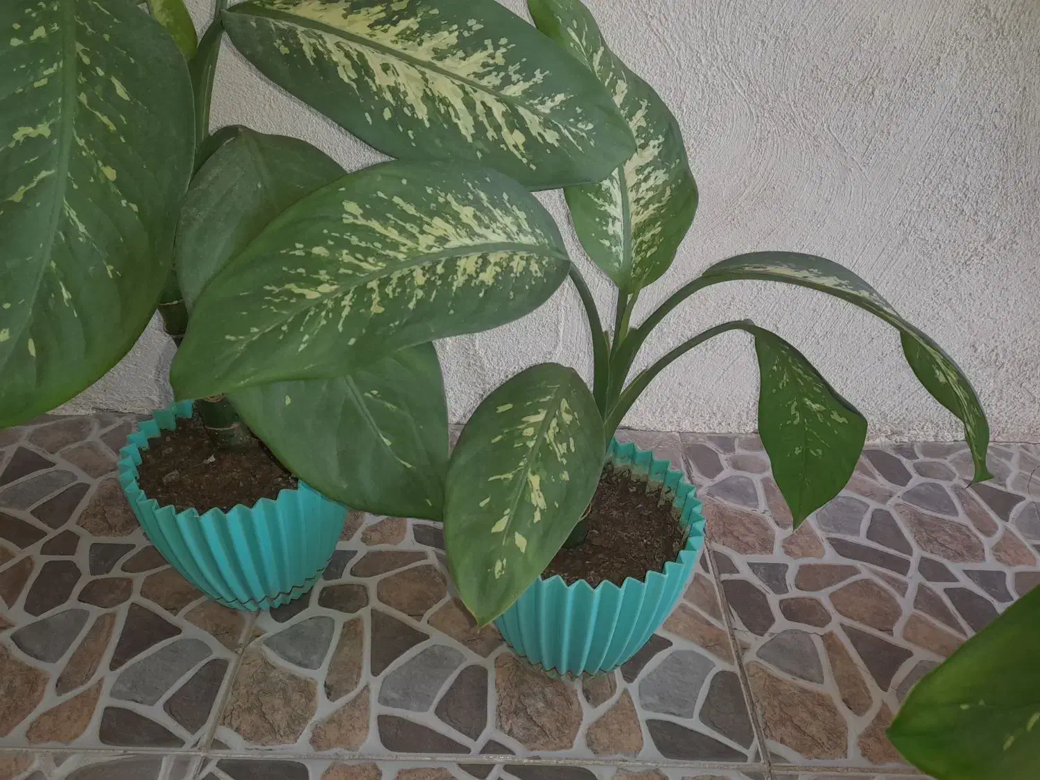 گل طبیعی زیبا|گل و گیاه طبیعی|سرپل ذهاب, |دیوار