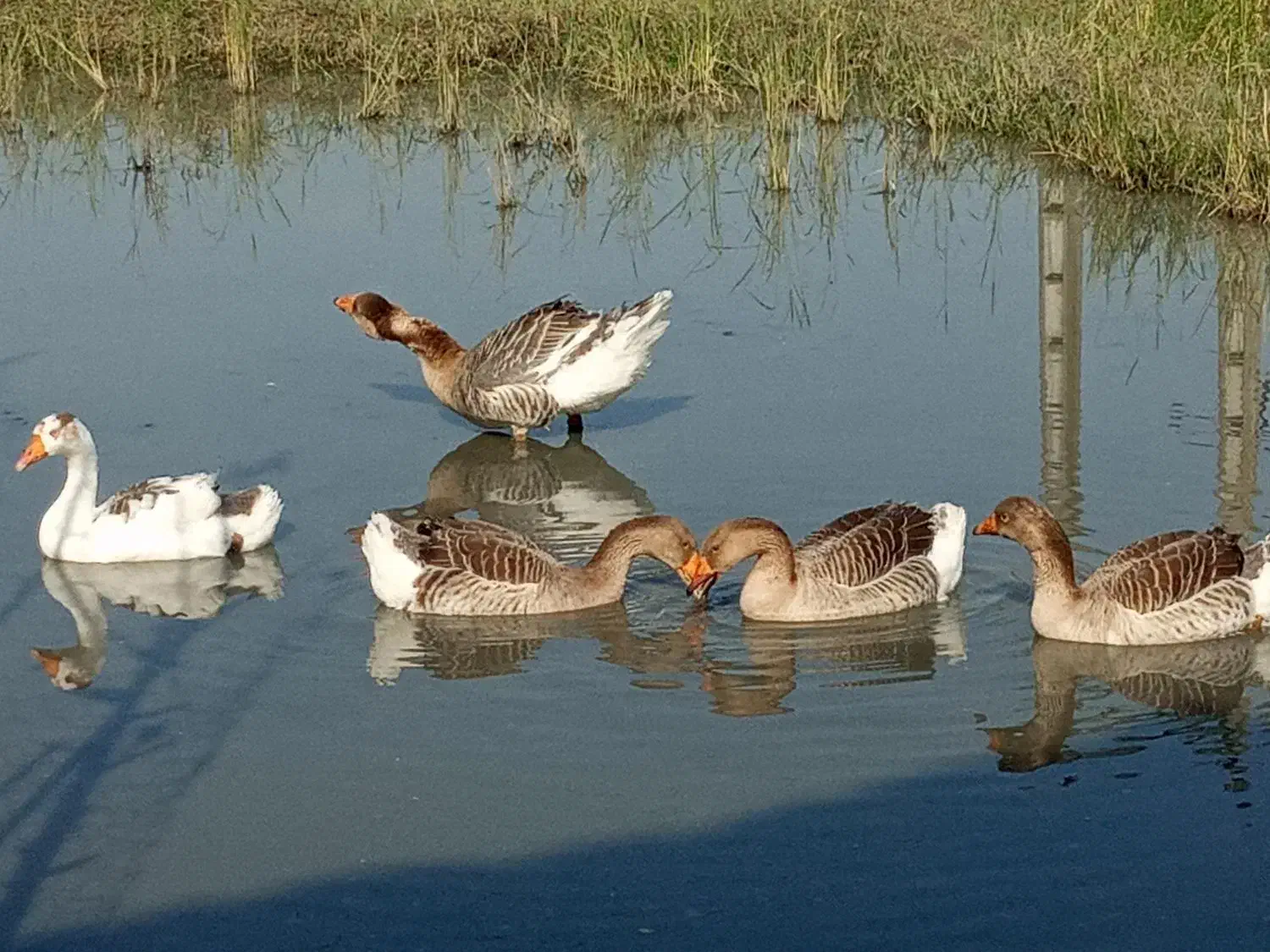مرغ کوشین بلک متلد اصیل باجوجه قوغاز و غاز دورگ|حیوانات مزرعه|لاهیجان, بازکیاگوراب|دیوار