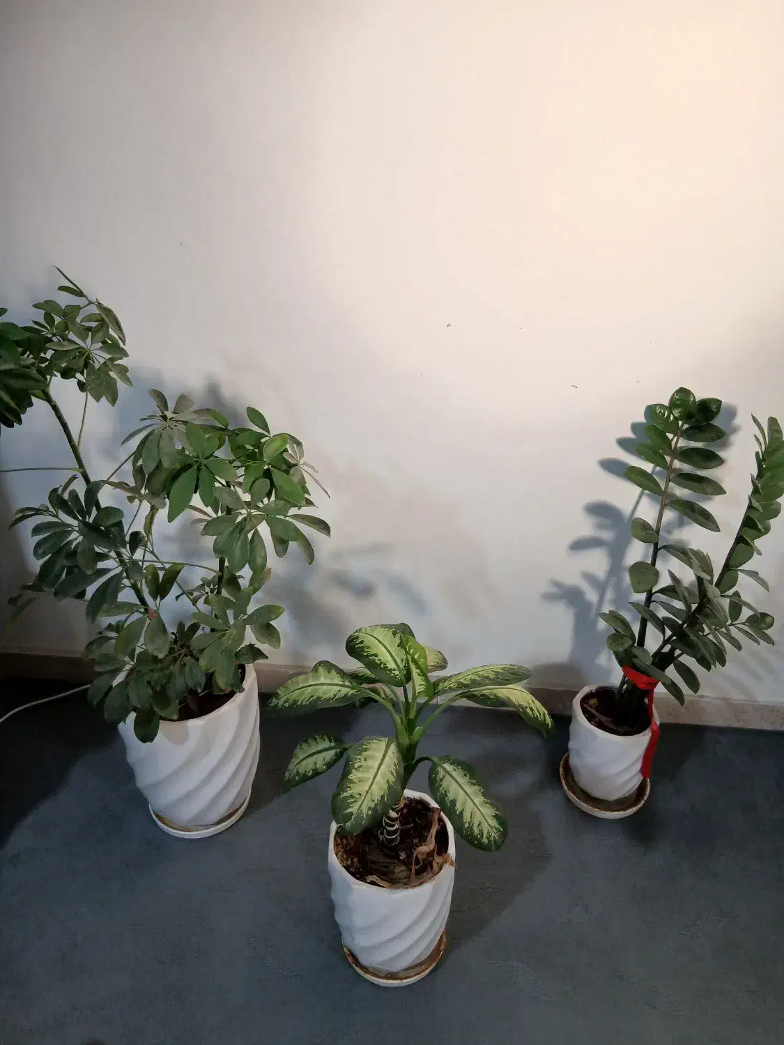 گل زیبا|گل و گیاه طبیعی|شاهینشهر, شهرک گلدیس|دیوار