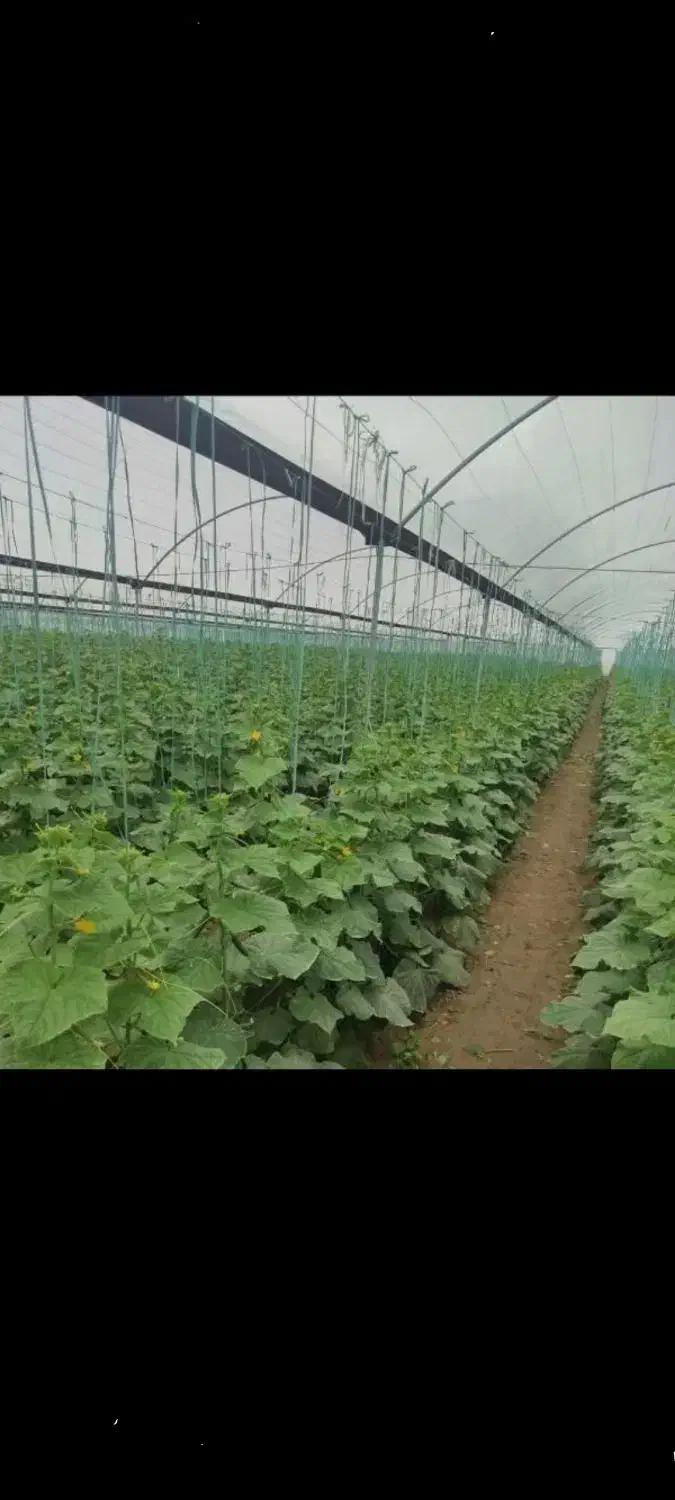 نیم هکتار زمین کشاورزی اجازه داد می‌شود|اجارهٔ دفتر صنعتی، کشاورزی، تجاری|کهنوج, |دیوار