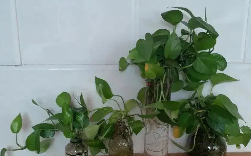 گل پتوس|گل و گیاه طبیعی|میبد, |دیوار