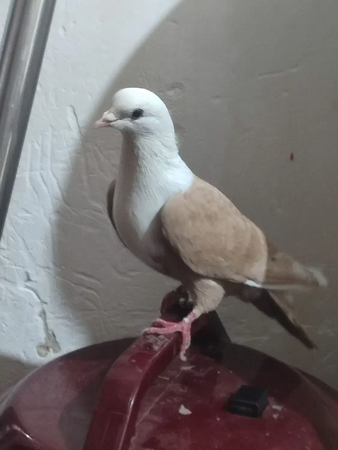 کبوتر|پرنده|مشهد, مهدی آباد|دیوار