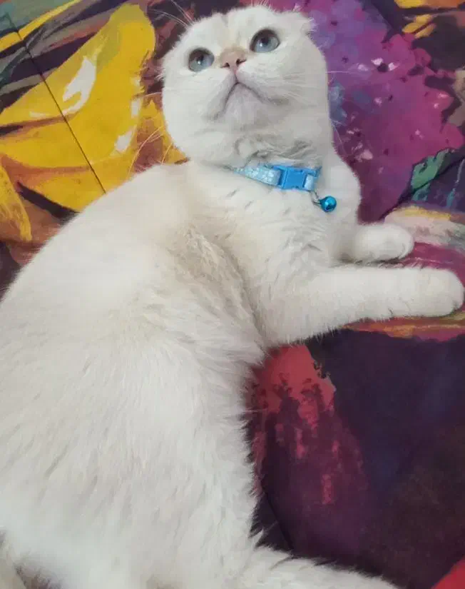 گربه اسکاتیش دبل فولد|گربه|گلپایگان, |دیوار