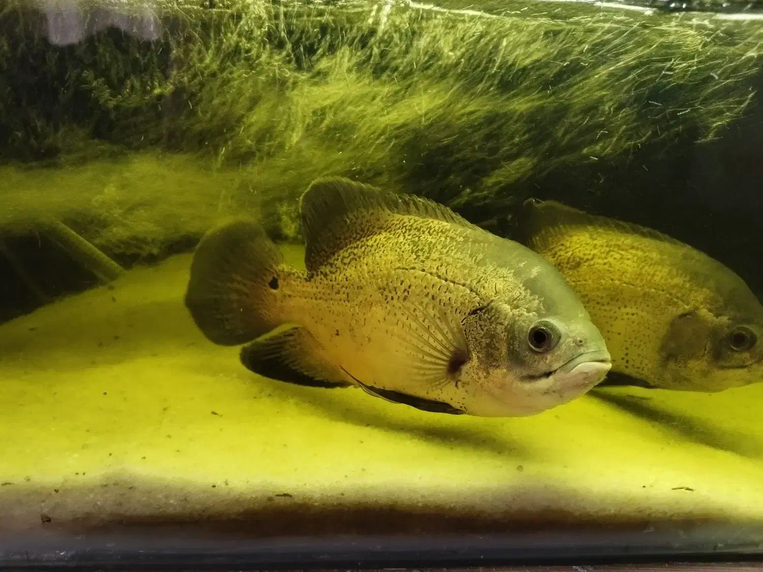 ماهی اسکار بزرگ 3عدد و2عدد لجن خوار اسپورت|ماهی|خوی, |دیوار