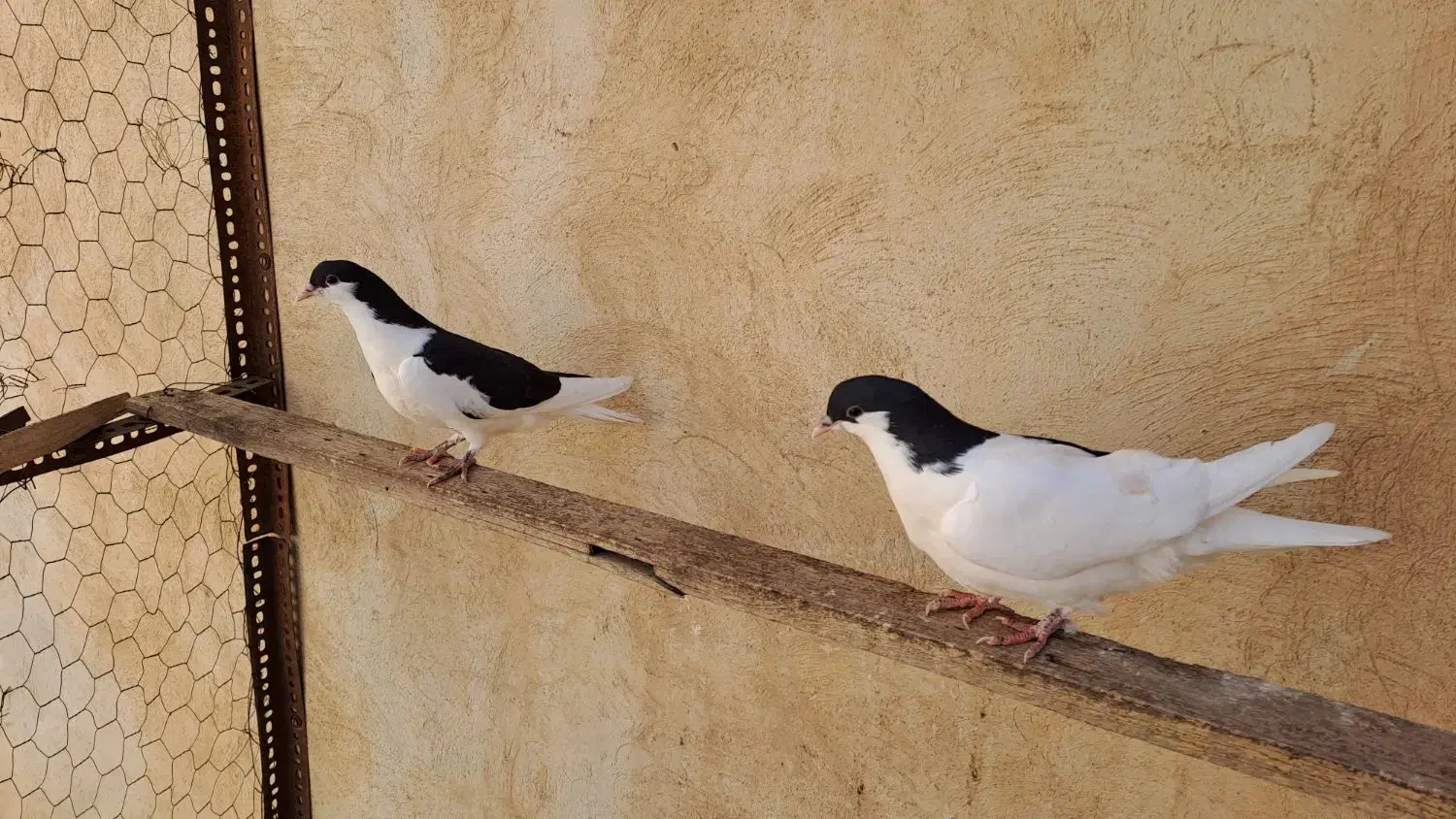 چپ سیاه جوجه|پرنده|اسفرورین, |دیوار