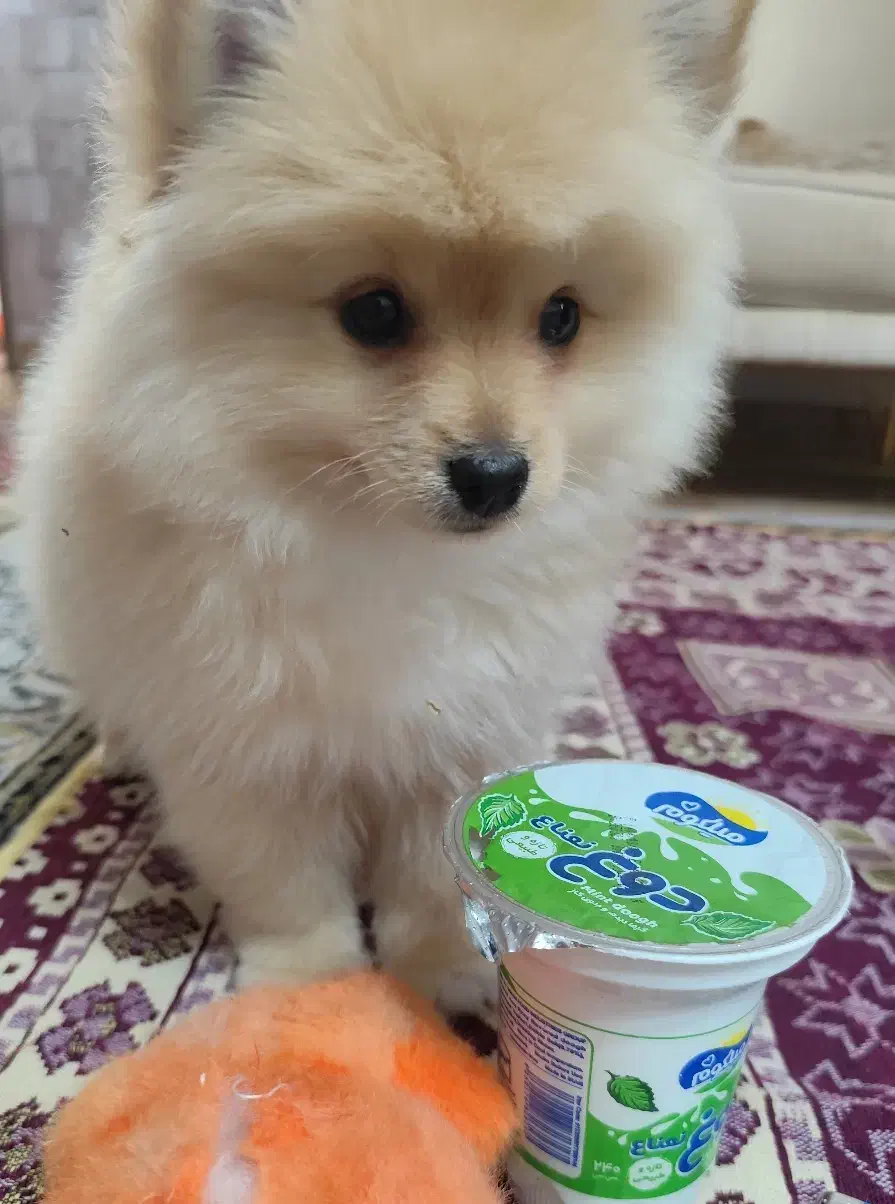 پامر بانمک وبازیگوش|سگ|مراغه, |دیوار