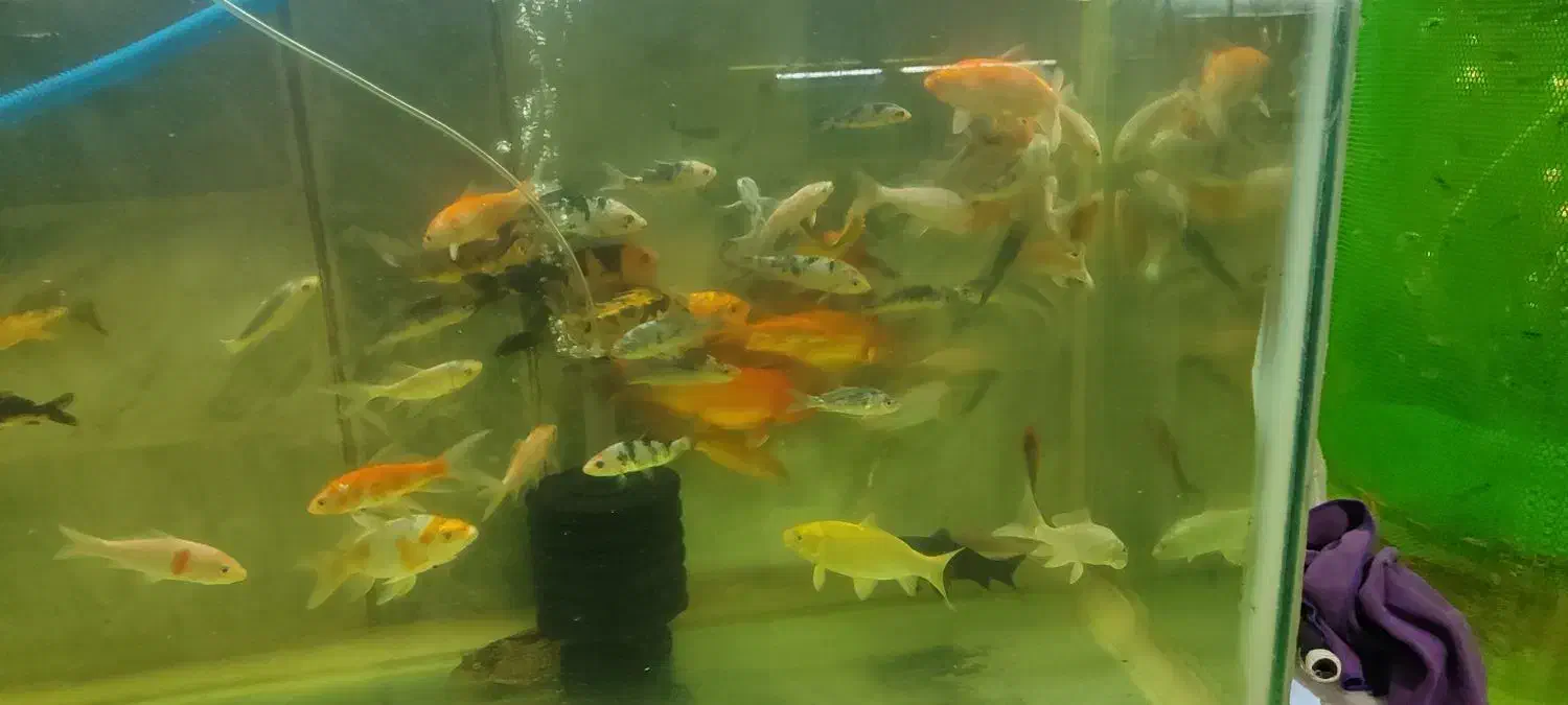 کوی نژاددار و کوی باله سوپر بلند و کوتاه|ماهی|پاکدشت, پاکدشت (مامازند)|دیوار