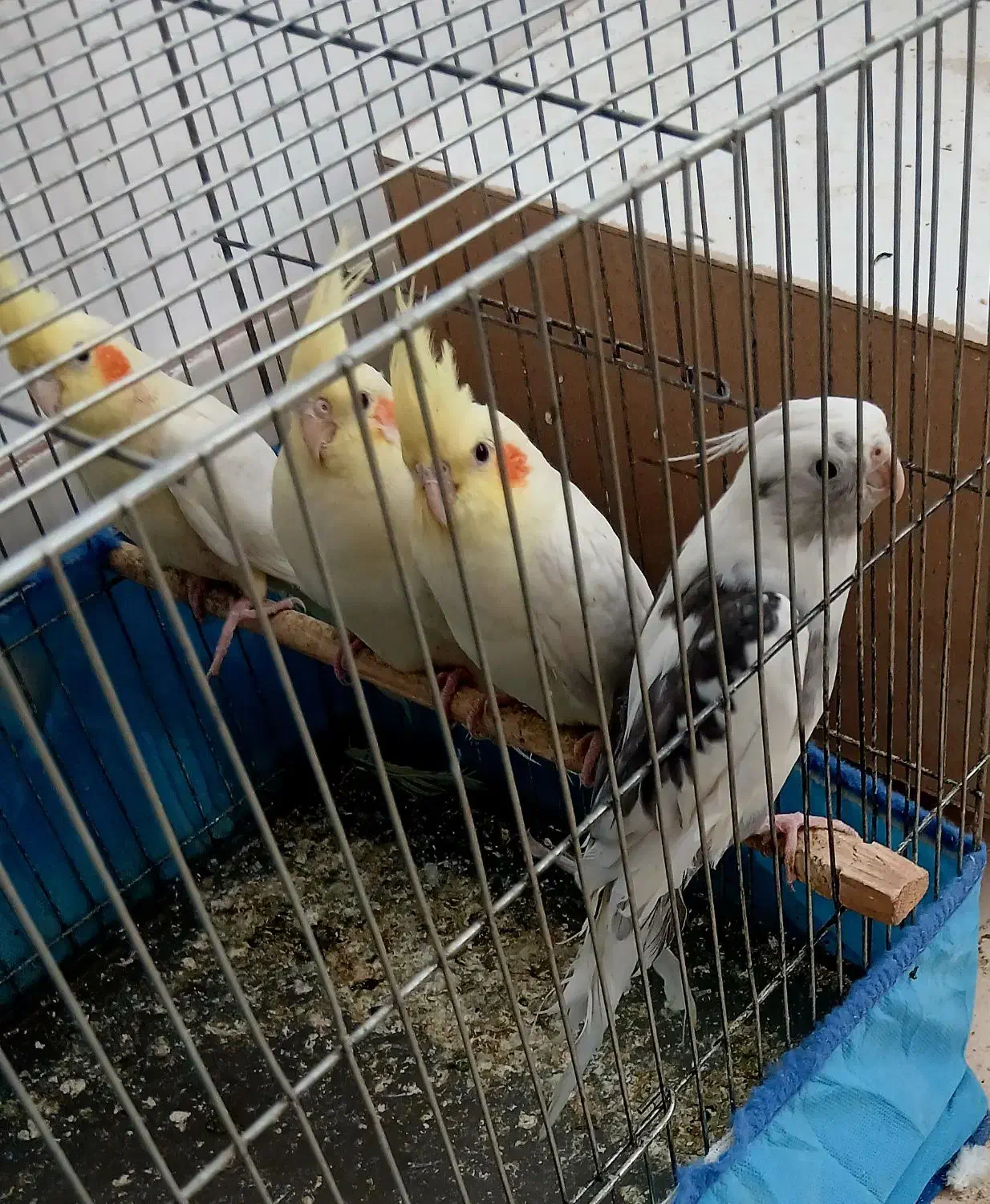 ۳ عدد عروس هلندی|پرنده|قم, کلهری|دیوار