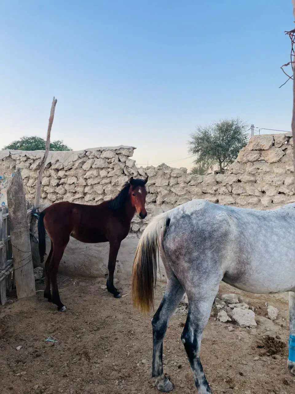 اسب مادیون با کره|اسب و تجهیزات اسب‌سواری|قشم, |دیوار