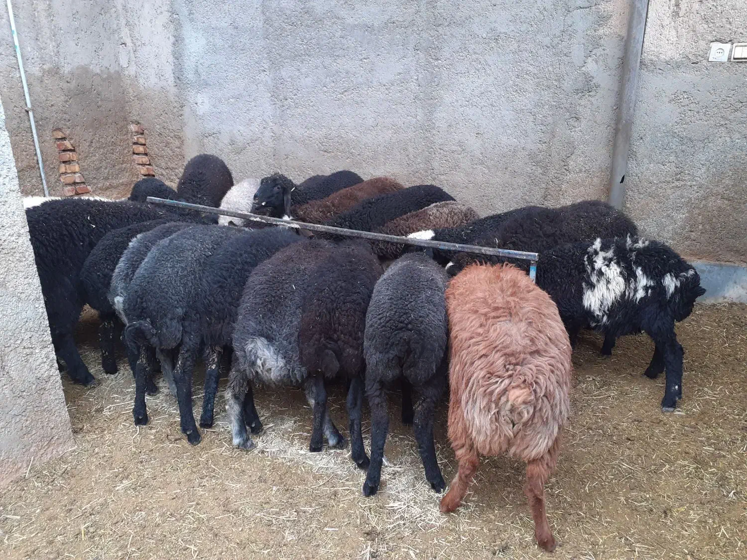 بره بره|حیوانات مزرعه|جوادآباد, |دیوار