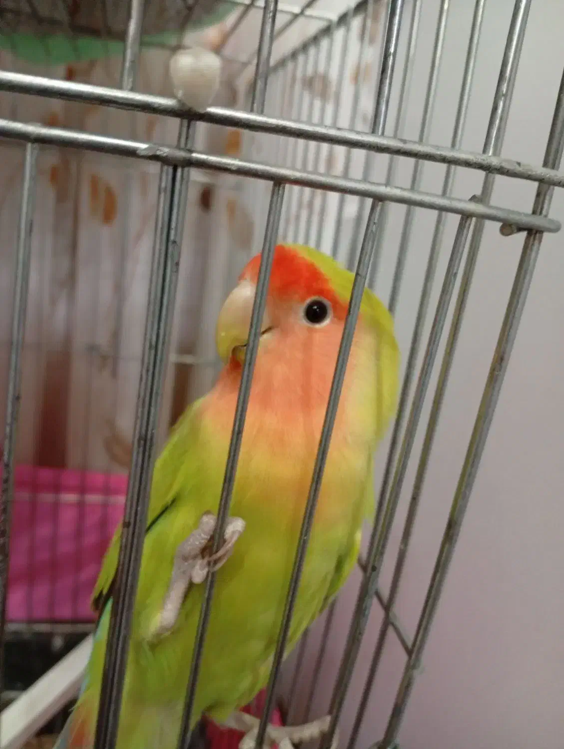 جفت طوطی برزیلی|پرنده|اندیشه, اندیشه فاز ۱|دیوار