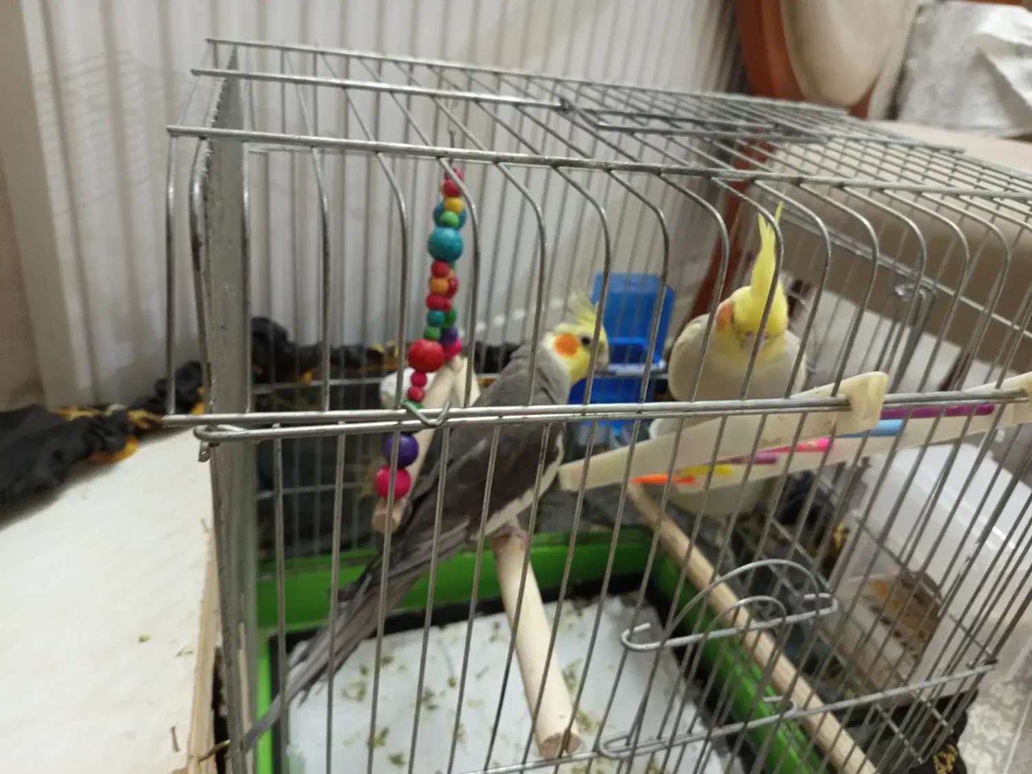 عروس هلندی|پرنده|مشکین‌دشت, |دیوار