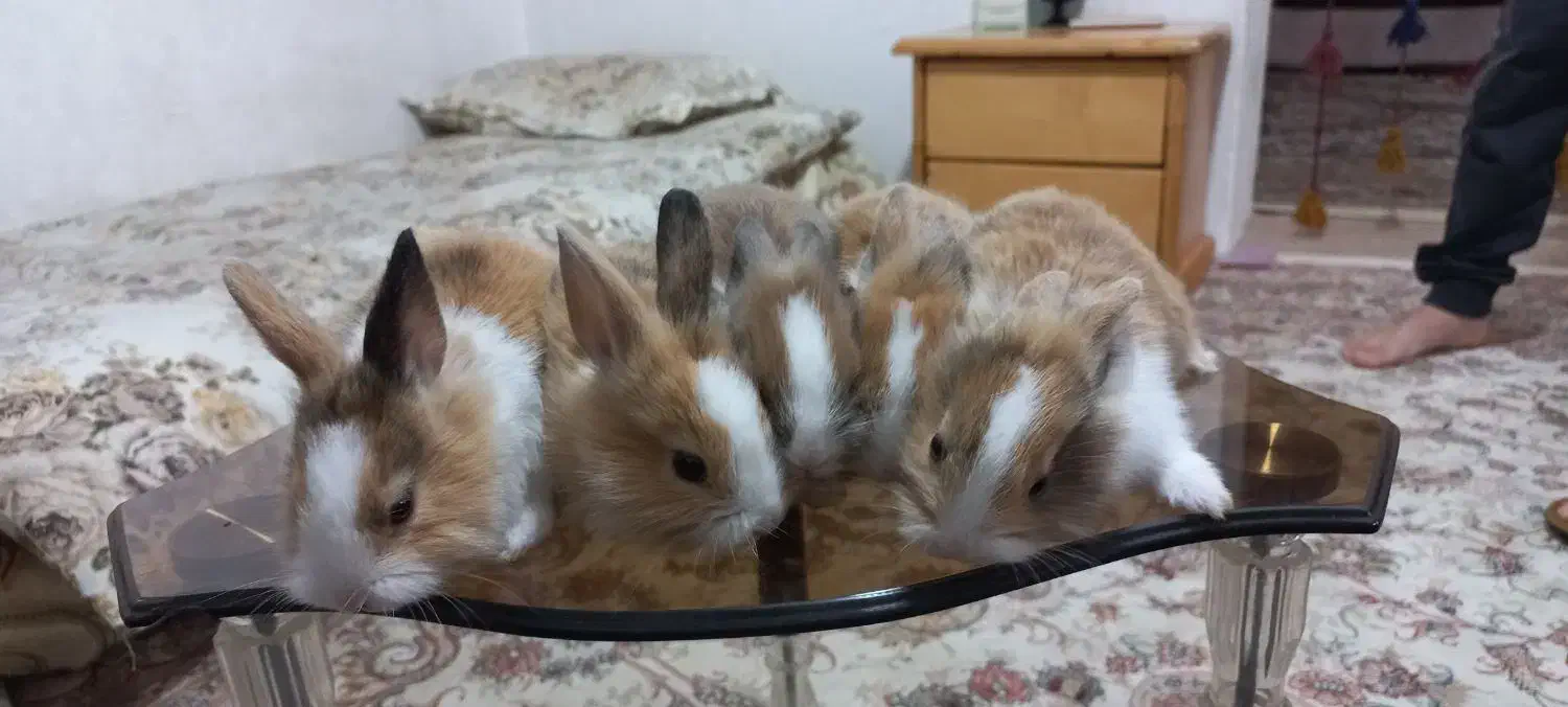 فروش چن عدد بچه خرگوش وپدرمادر|موش و خرگوش|شاهرود, |دیوار