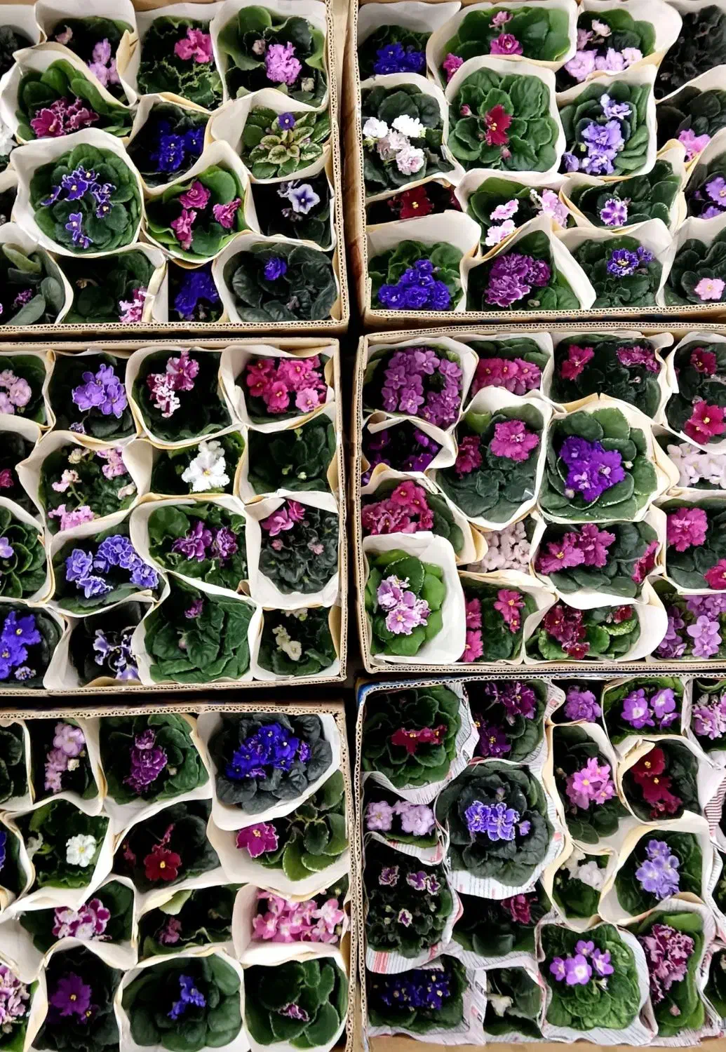 خاصترین بنفشه های ایران با تنوع 420 واریته مختلف|گل و گیاه طبیعی|لاهیجان, گلستان|دیوار