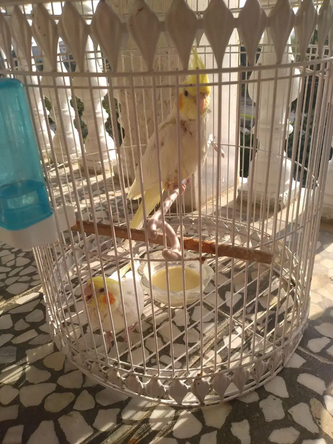 دوعدد عروس هلندی دستی|پرنده|دالخانی, |دیوار